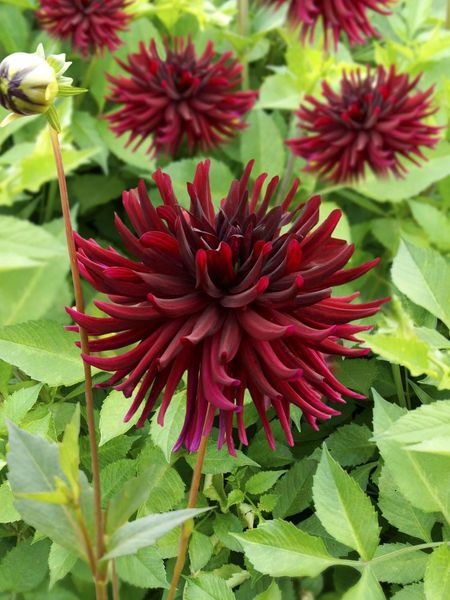 Hovedbilde Dahlia Nuit d’Ete Nyhet 2026