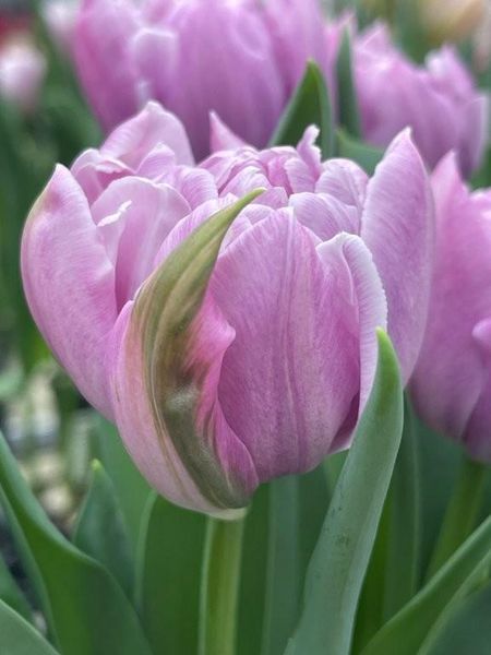 Hovedbilde Tulipan Katinka  7 stykk Nyhet 