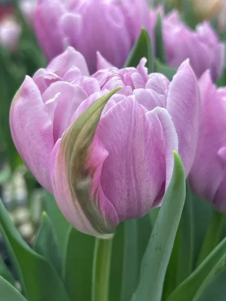 Hovedbilde Tulipan Katinka  7 stykk Nyhet 