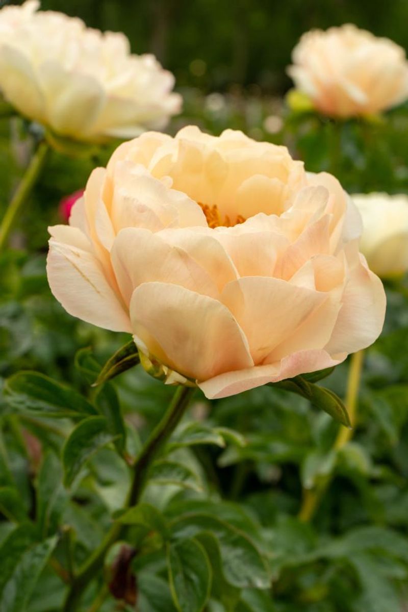 Paeonia King`s Day Nyhet