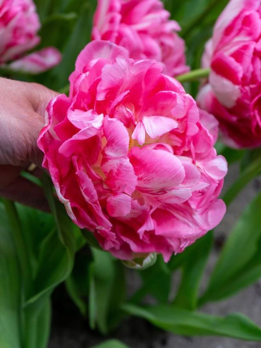 Tulipan Marshmallow  5 stykk Nyhet