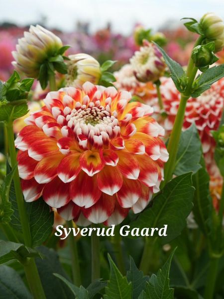Hovedbilde Dahlia Jowey Fantasy Nyhet 2026