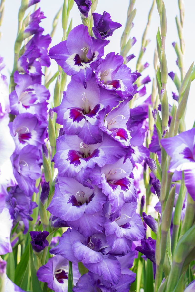 Gladiolus Big Girl 10 stykk Nyhet