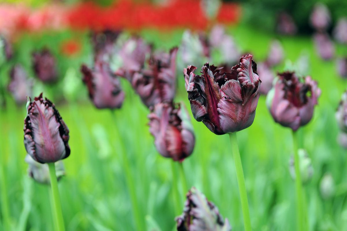 Tulipan Black Parrot 7 stykk 
