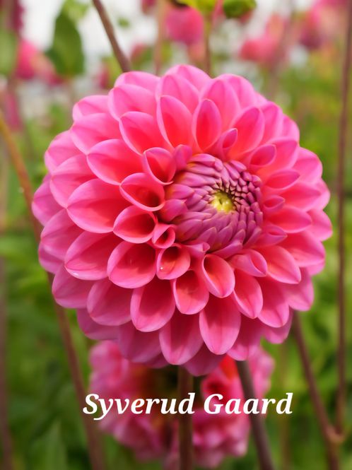 Hovedbilde Dahlia Dikara Superb 