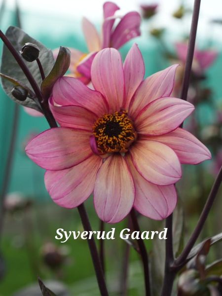 Hovedbilde Dahlia Jonathan Buckley Nyhet 2026