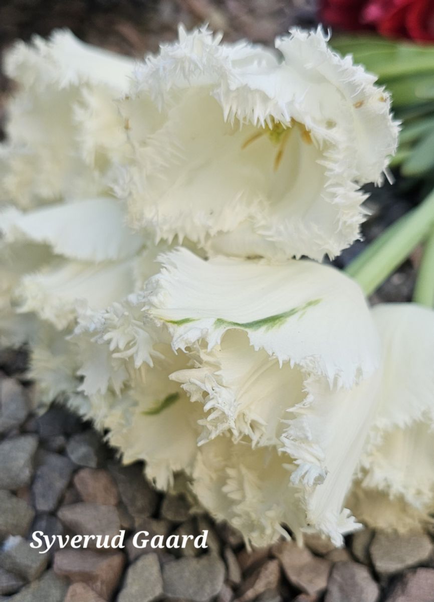 Tulipan North Pole 7 stykk Nyhet