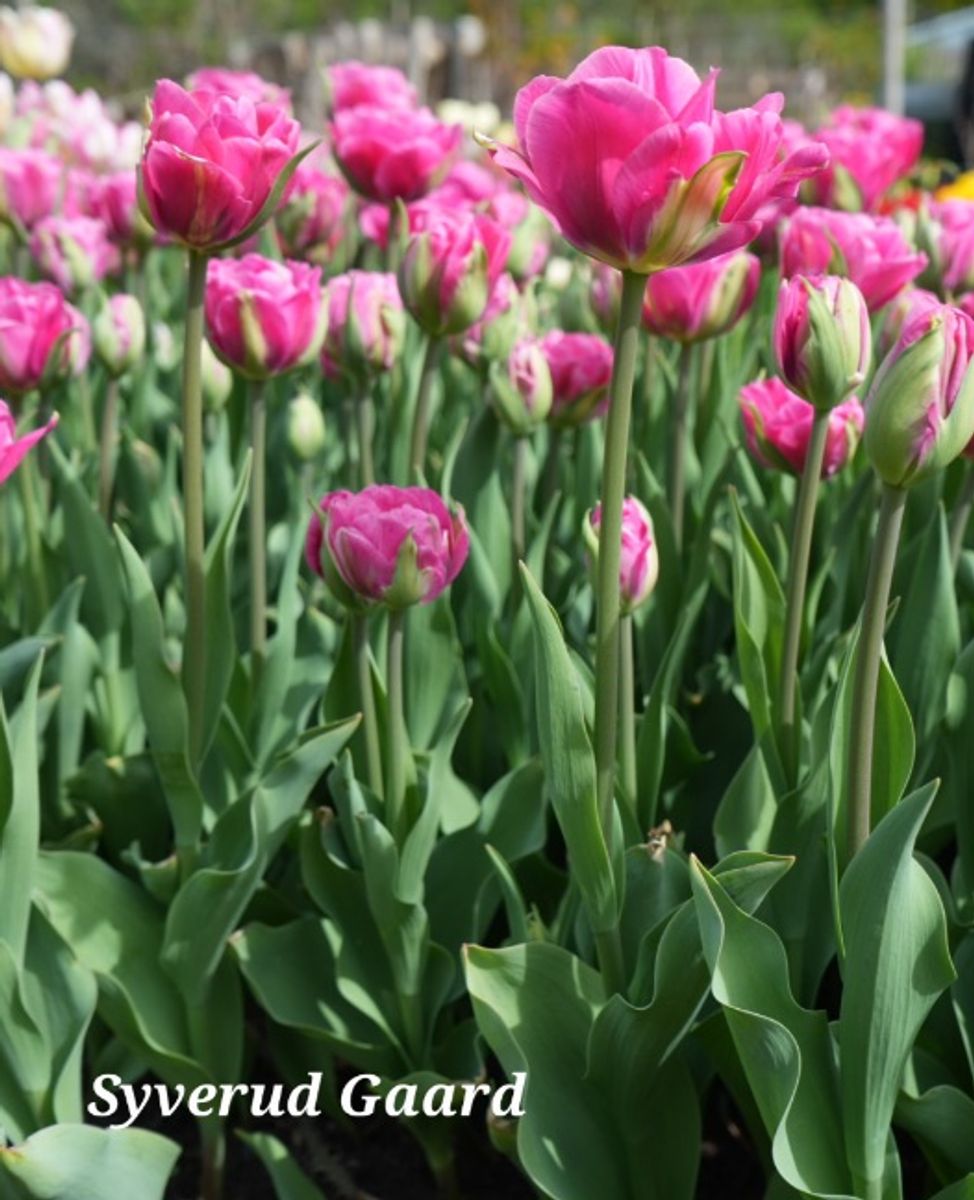 Tulipan Glamour Girl 10 stykk 