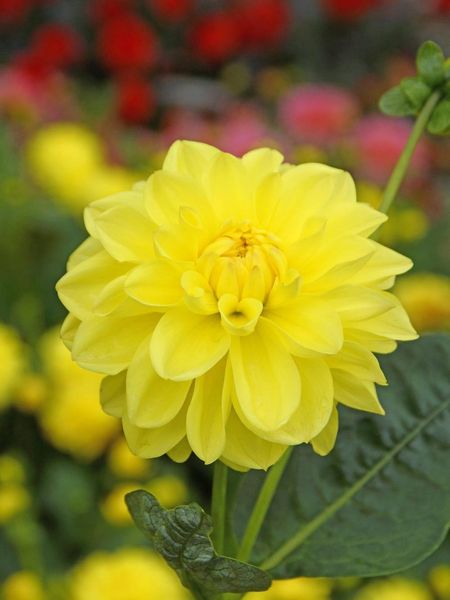 Hovedbilde Dahlia Sisa Nyhet 2026