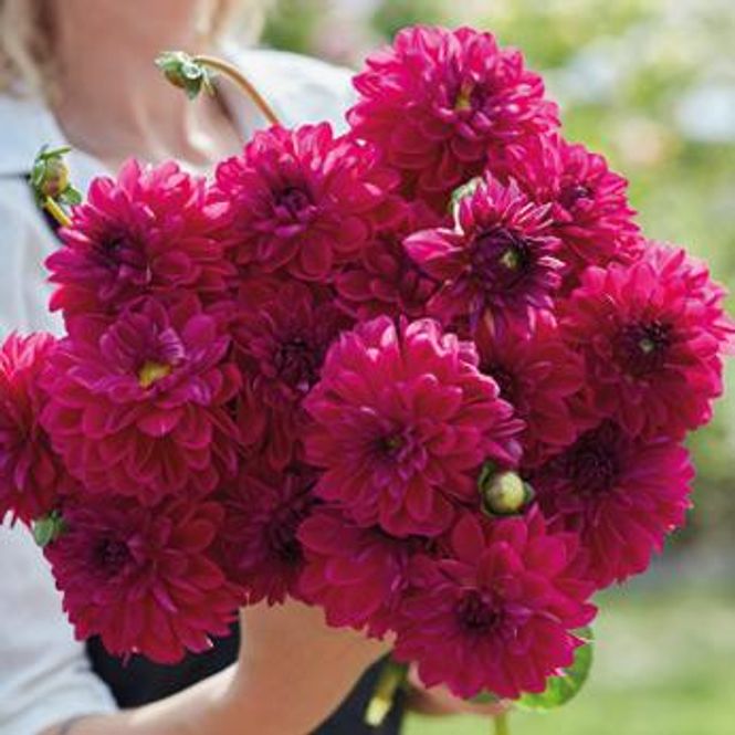 Hovedbilde Dahlia Candy Time 