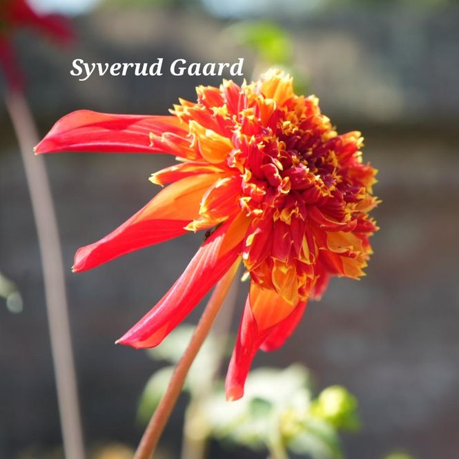 Hovedbilde Dahlia Octopus Sparkle
