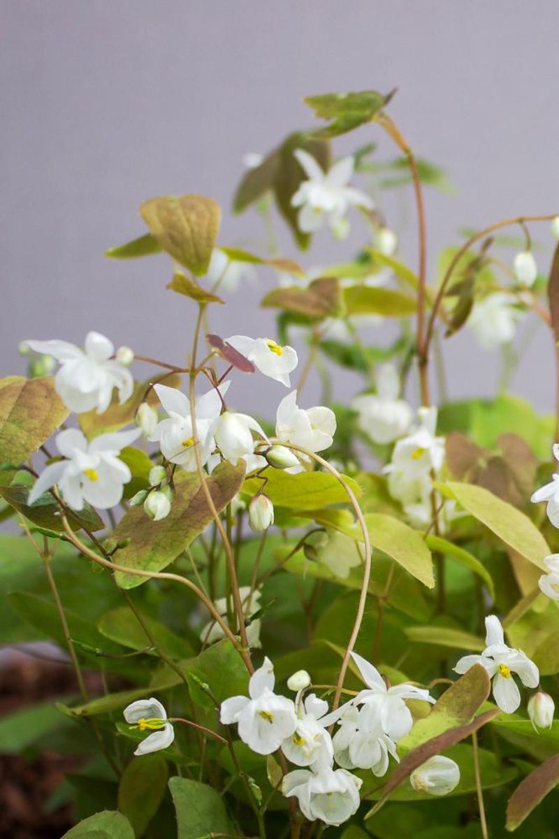 Epimedium Niveum 1 stykk Nyhet