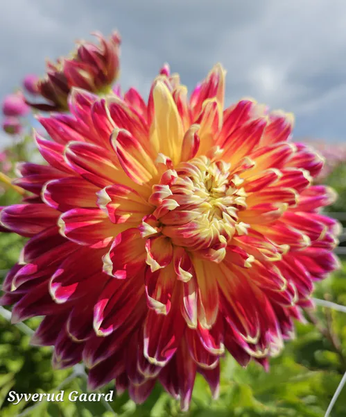 Hovedbilde Dahlia Akita